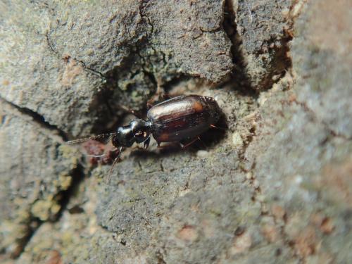 Réf. 282 800 : Syntomus obscuroguttatus